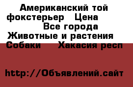 Американский той фокстерьер › Цена ­ 25 000 - Все города Животные и растения » Собаки   . Хакасия респ.